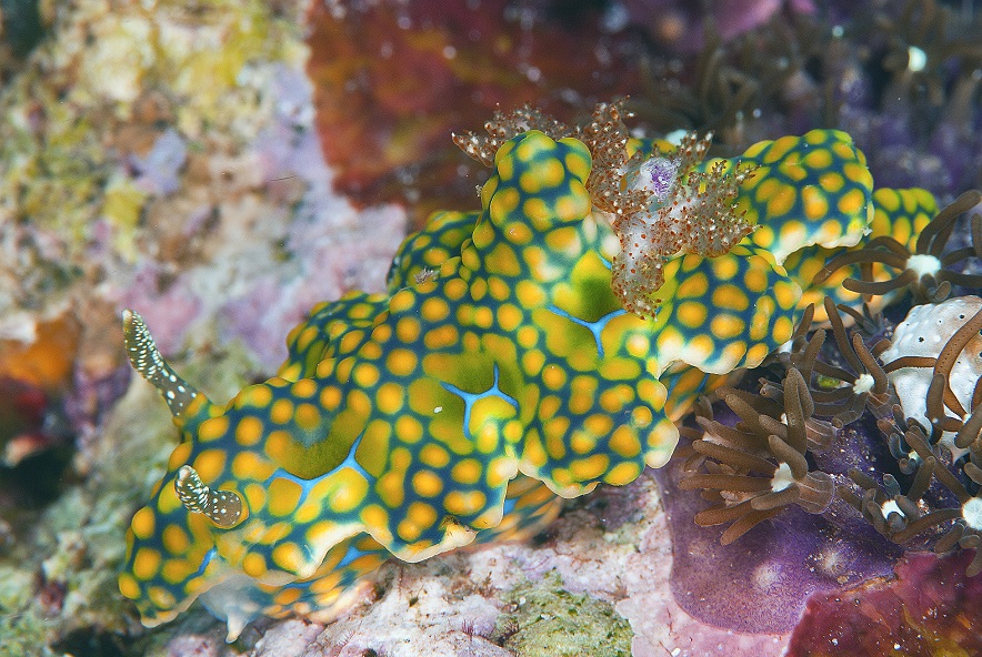 nudi